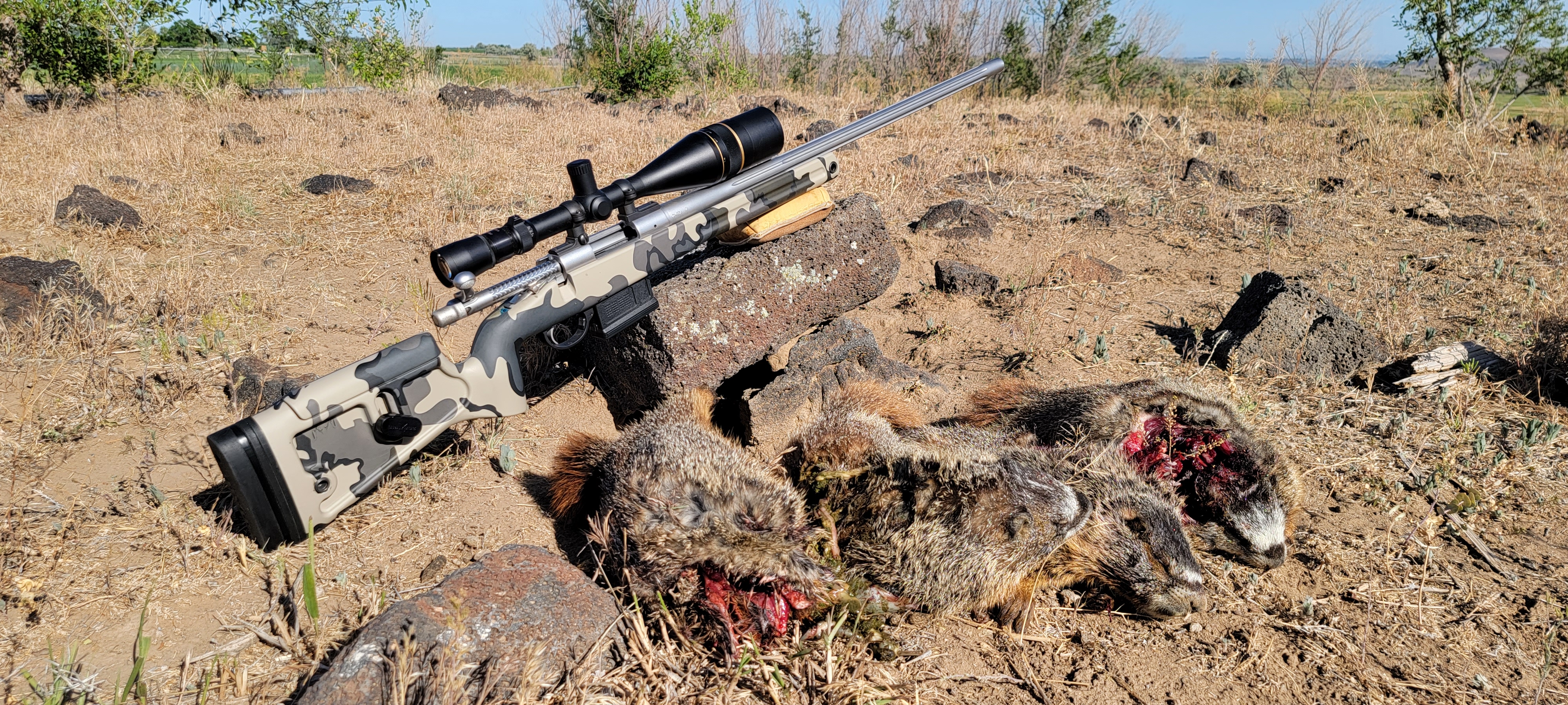 The .220 Swift – Speed King of the Factory 22 Centerfire Cartridges