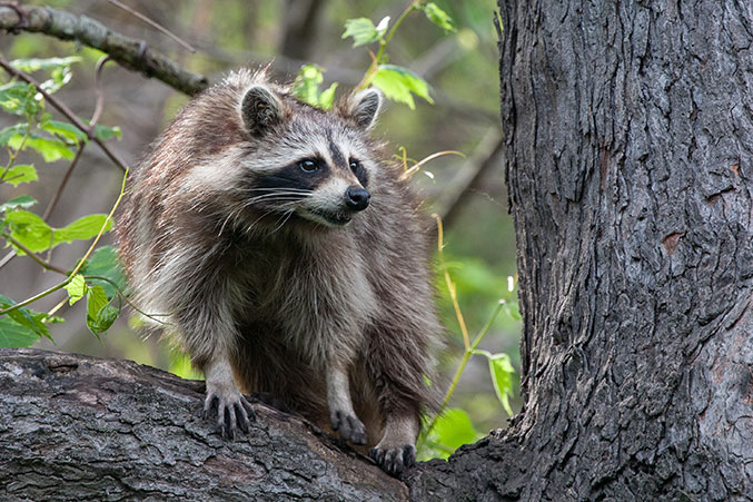 NEST PREDATOR BOUNTY PROGRAM OPENS FOR ALL SOUTH DAKOTA RESIDENTS