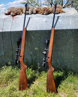 Winchester Model 43 Rockchuck Hunt – 218 BEE and 22 HORNET