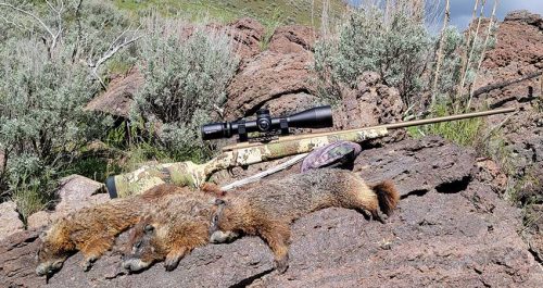 6.5-300 Weatherby Varmint Hunt