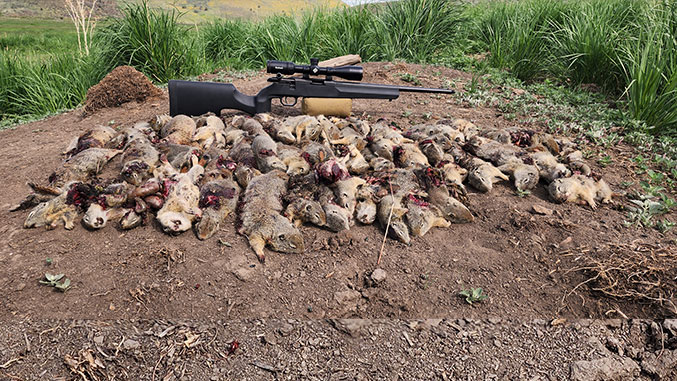 20+ Ground Squirrel Kills with the Howa M1100 in 17HMR