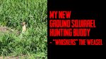My New Ground Squirrel Hunting Buddy – Whiskers the Weasel