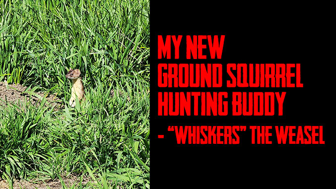 My New Ground Squirrel Hunting Buddy – Whiskers the Weasel