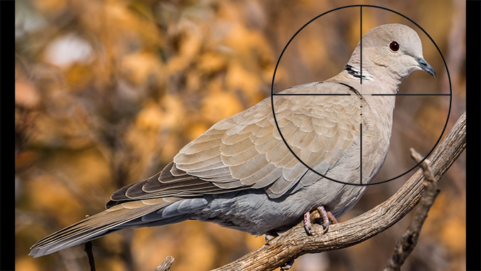 Eurasian Collared Dove Airgun Hunt