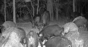 Wild Pigs Hogging Deer Feeders – A Removal Story